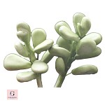Sugar Succulent Jade Plant
