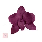 Cymbidium Orchid Flower Stem