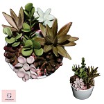 Sugar Succulent Plant Arrangement