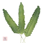 Sugar Fern Leaves