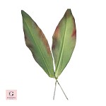 Sugar Gardenia Leaves