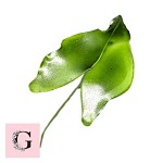 Sugar Arum Lily Leaves