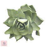 Sugar Succulent Echeveria