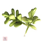 Sugar Star Bud Stems