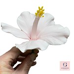 Sugar Arum Lily Flowers