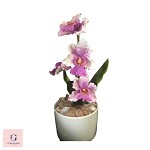 Sugar Vanda Orchid Pot