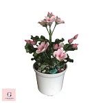 Geranium Plant Sugar Flower Keepsake Pot