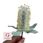 Sugar Coastal Banksia Flower