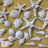 Tan and White Sea Shells