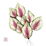 Sugar Coleus Leaves