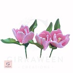 Sugar Succulent Plant Arrangement