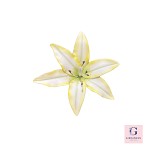 Sugar Flower Blossoms Small