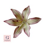 Sugar Stargazer Lily