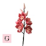 Sugar Star Bud Stems