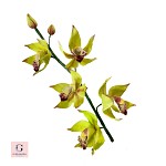 Sugar Star Bud Stems