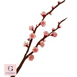 Sugar Cherry Blossom Branch