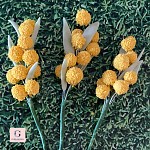 Sugar Flannel Flower with Gumnuts and Wattle Spray