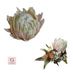 Sugar Protea Flowers