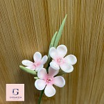 Sugar Flower Stem Moth Orchid (Phalaenopsis Orchid)