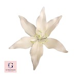 Sugar Oriental Lily Flower
