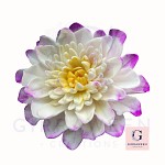 Sugar Edible Dahlia