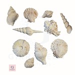 Sugar Edible Seashells Large