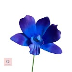 Sugar Singapore Orchid Flower