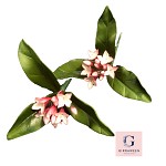 Sugar Daphne Bunch