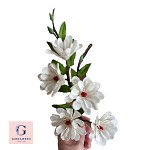 Magnolia Flowers on Branch