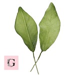 Sugar Gardenia Leaves